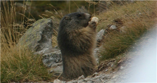 Marmot